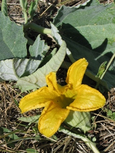 Cucurbita & Apodanthera spp.